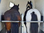 Bild von Pferdeanhänger PTH 2000 Excelente – weiß
zul.GG. 2.000kg
Nutzlast ca. 1.225kg
Innenmaße ca. 3.310